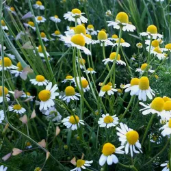 Local Market Dimitrovgrad - Dimitrovgrad