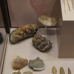 Regional Historical Museum Dobrich - Dobrich