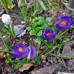 Dupnica Historical Museum - Dupnica