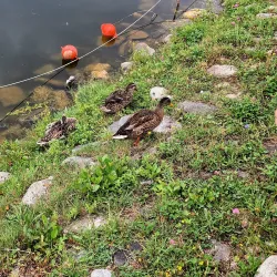 Dupnitsa Central Park - Dupnica