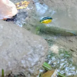 Kamenitsa River - Dupnica