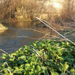 Kamenitsa River - Dupnica