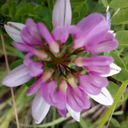 Markov Kamak (Mark's Stone) - Dupnica