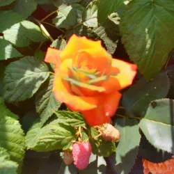 Nearby Village of Lesnovo - Elin Pelin