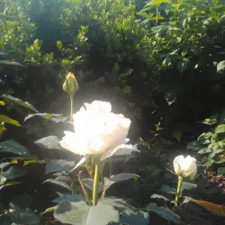 Nearby Village of Lesnovo - Elin Pelin