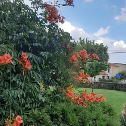 Knezha Central Park - Knezha