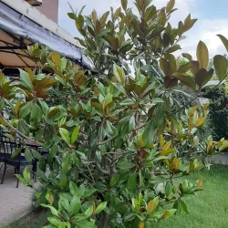 Knezha Central Park - Knezha