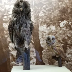 Pleven Regional Historical Museum - Knezha