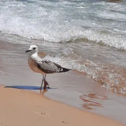 Nesebar Beach - Nesebar