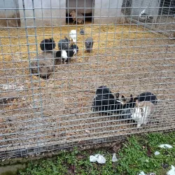 City Park Razgrad - Razgrad