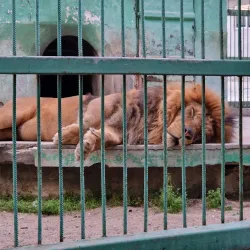 City Park Razgrad - Razgrad