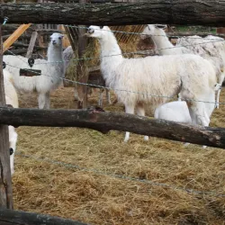 City Park Razgrad - Razgrad