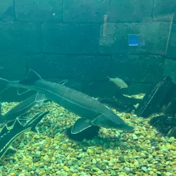 Eco Museum of Ruse - Ruse