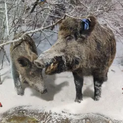 Eco Museum of Ruse - Ruse