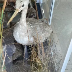 Srebarna Nature Reserve (near Silistra) - Silistra