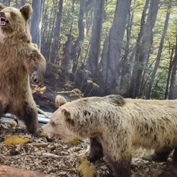 The Old Smolyan Mosque - Smolyan
