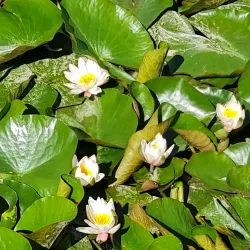 Bedechka Park - Stara Zagora