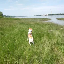 Danube River Embankment - Svishtov