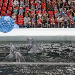 Varna Dolphinarium - Varna