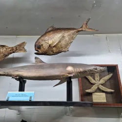 Varna Aquarium - Varzulitsa