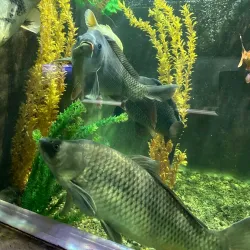 Varna Aquarium - Varzulitsa