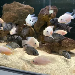 Varna Aquarium - Varzulitsa