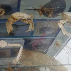 Varna Aquarium - Varzulitsa