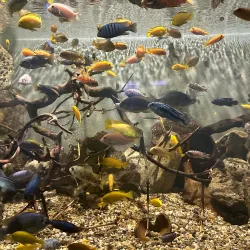 Varna Aquarium - Varzulitsa