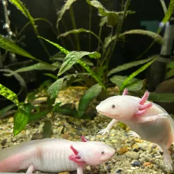 Varna Aquarium - Varzulitsa