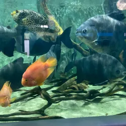 Varna Aquarium - Varzulitsa