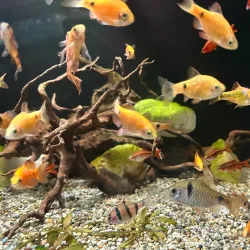 Varna Aquarium - Varzulitsa