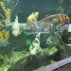 Varna Aquarium - Varzulitsa
