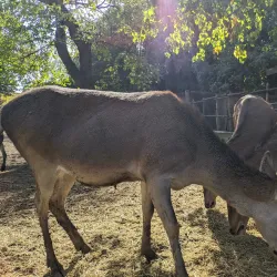 Varna Zoo - Varzulitsa