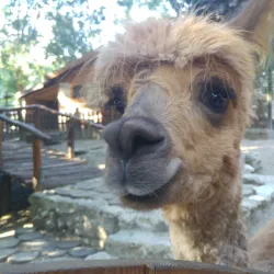 Varna Zoo - Varzulitsa