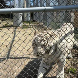 Varna Zoo - Varzulitsa