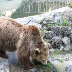 Varna Zoo - Varzulitsa