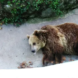 Varna Zoo - Varzulitsa