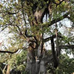 Musee Vivant (Living Museum) - Bujumbura