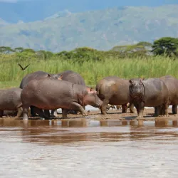 Rusizi National Park - Bujumbura