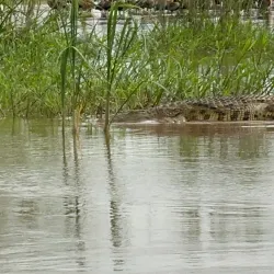 Rusizi National Park - Bujumbura