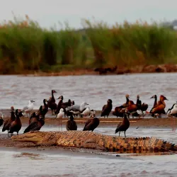 Rusizi National Park - Bujumbura