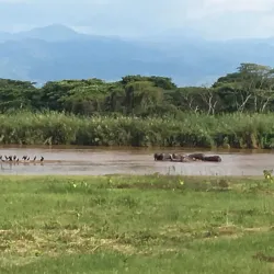 Rusizi National Park - Bujumbura