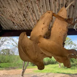 Rusizi National Park - Bujumbura