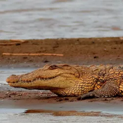 Rusizi National Park - Bujumbura