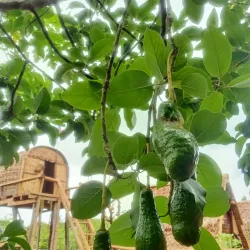 Indigenous Villages - Banlung