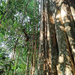 Virachey National Park - Banlung