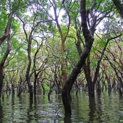 Tonle Sap Lake Bird Watching - Kampong Chhnang