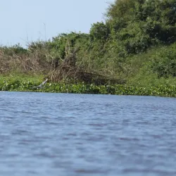 Tonle Sap Lake Bird Watching - Kampong Chhnang
