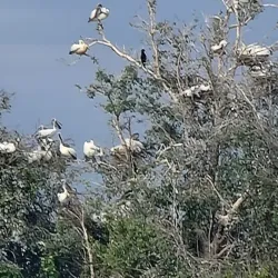 Tonle Sap Lake Bird Watching - Kampong Chhnang