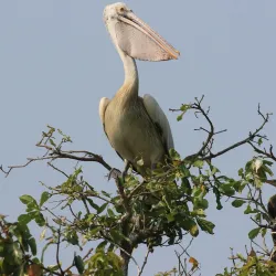 Tonle Sap Lake Bird Watching - Kampong Chhnang